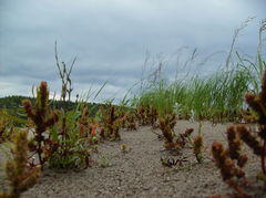 Rumex maritimus