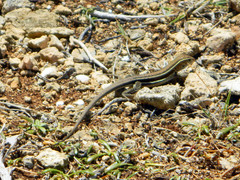 Pholidoscelis griswoldi