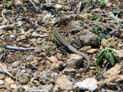 Pholidoscelis griswoldi