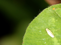 Zyginidia scutellaris