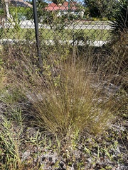 Aristida beyrichiana, photograph Ian Talty, CC BY, iNaturalist via GBIF