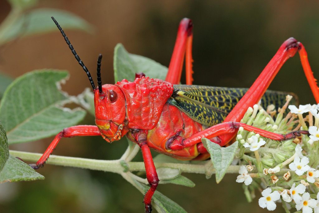 Red Milkweed Locust (Grasshoppers, Locusts and allies of South Africa ...