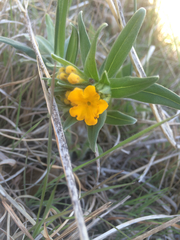 Lithospermum canescens