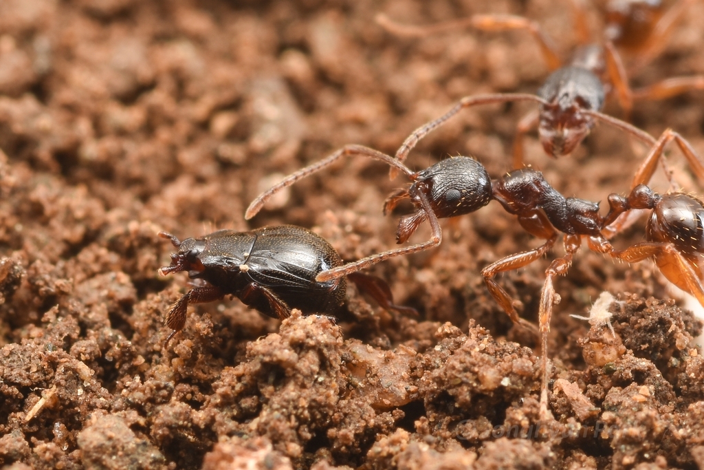 Haeterius optatus