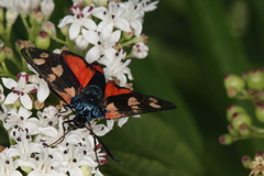 Zygaena ephialtes
