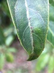 Itea