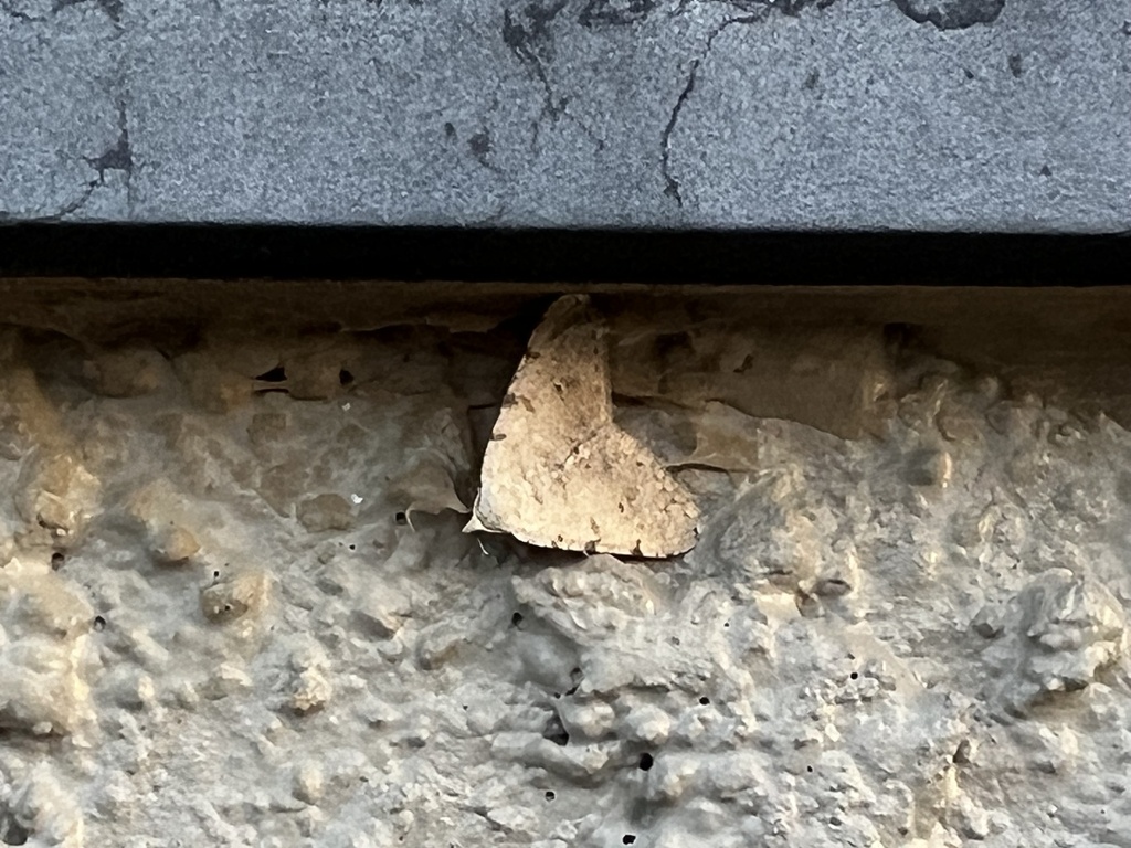 California Granite Moth and Allies