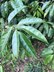 Itea