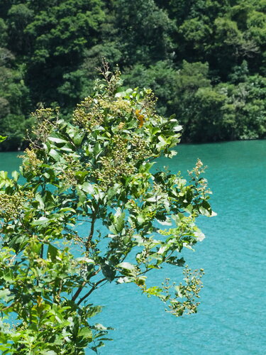 Lagerstroemia subcostata