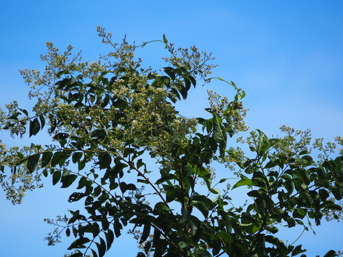 Lagerstroemia subcostata