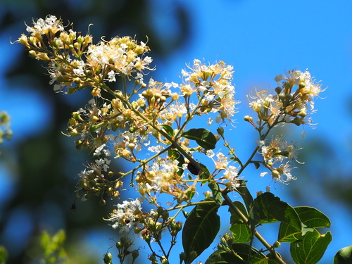Lagerstroemia subcostata iNat (3)