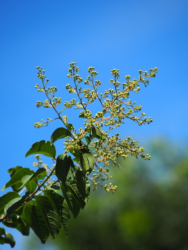 Lagerstroemia subcostata