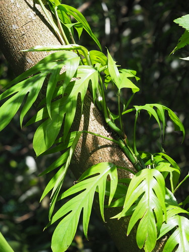 Epipremnum pinnatum