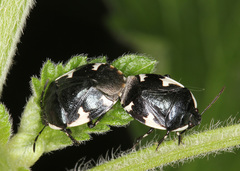 Tritomegas sexmaculatus