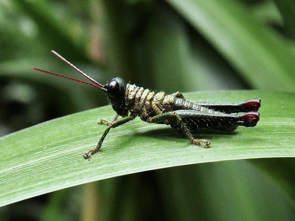 Rhytidochrota