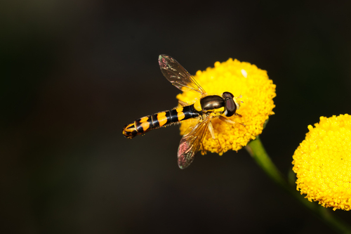 Common Globetail, photo 4 of 10