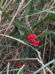 Ardisia crispa
