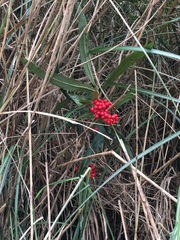 Ardisia crispa