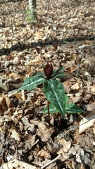 Trillium decipiens