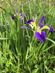 Iris brevicaulis