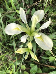 Iris brevicaulis