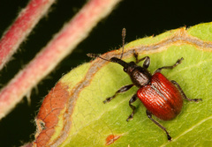 Tatianaerhynchites aequatus