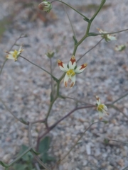 Nemacladus rubescens