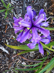 Iris douglasiana