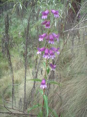 Penstemon gentianoides