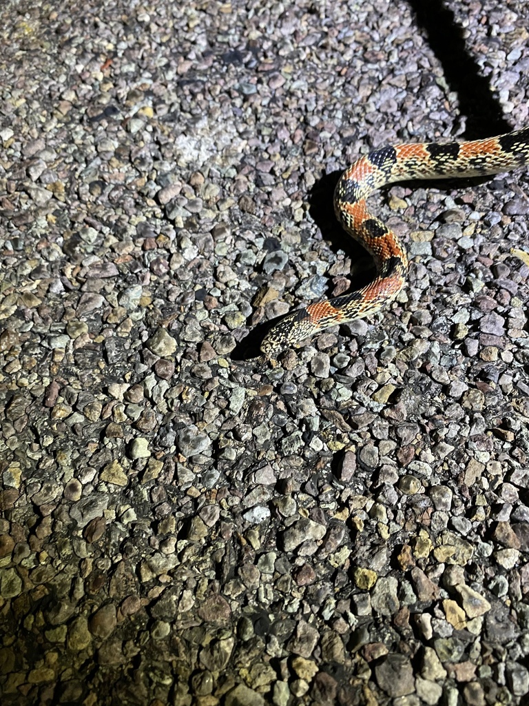 Long nosed Snake From Big Bend National Park Alpine TX US On May 10 long-nosed-snake-from-big-bend-national-park-alpine-tx-us-on-may-10