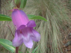 Penstemon gentianoides