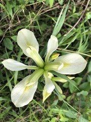 Iris brevicaulis