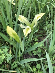 Iris brevicaulis