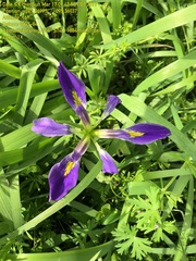 Iris brevicaulis