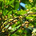 Ficus ampelos - Photo Ningún derecho reservado, subido por 葉子