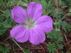Geranium potentillifolium