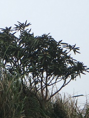 Rhododendron pseudochrysanthum