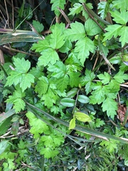 Toxicodendron orientale