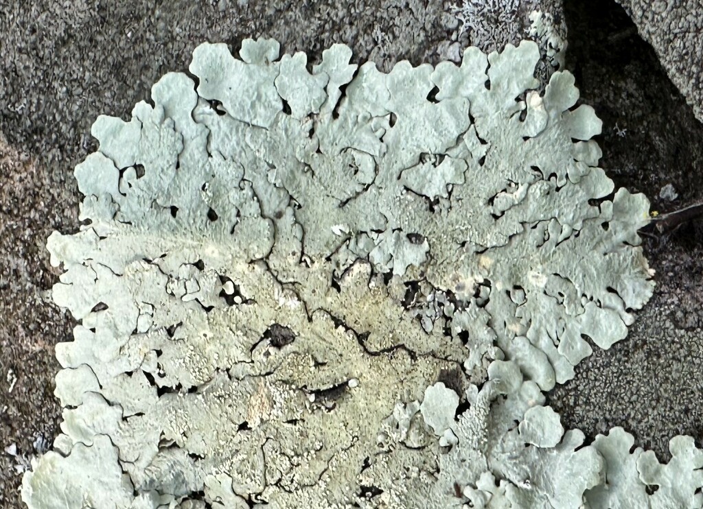 rock greenshield lichen from Palisades Park, Blount Co., AL, USA on ...