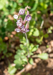 Silene bellidifolia