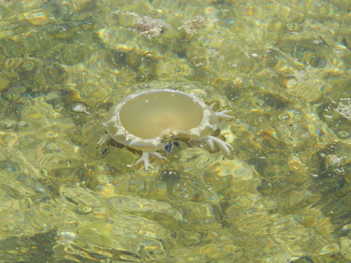 Mangrove Upsidedown Jelly (Cassiopea andromeda), a species recorded in Hawaii