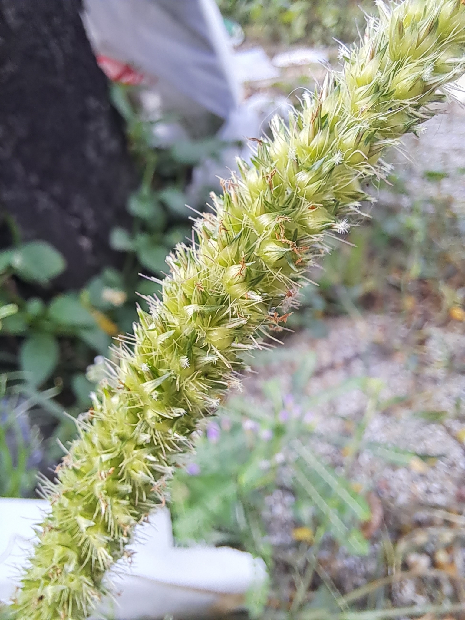 Setaria verticillata (Setaria verticillata)