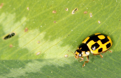 Propylea quatuordecimpunctata
