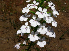 Isotoma hypocrateriformis