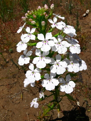Isotoma hypocrateriformis