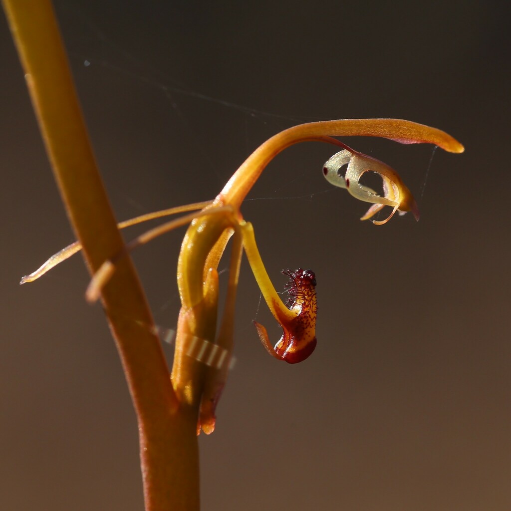 Spiculaea ciliata