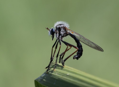 Pegesimallus bicolor · iNaturalist