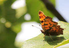 Polygonia c-album