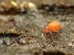 Ptenothrix unicolor