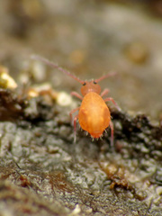 Ptenothrix unicolor